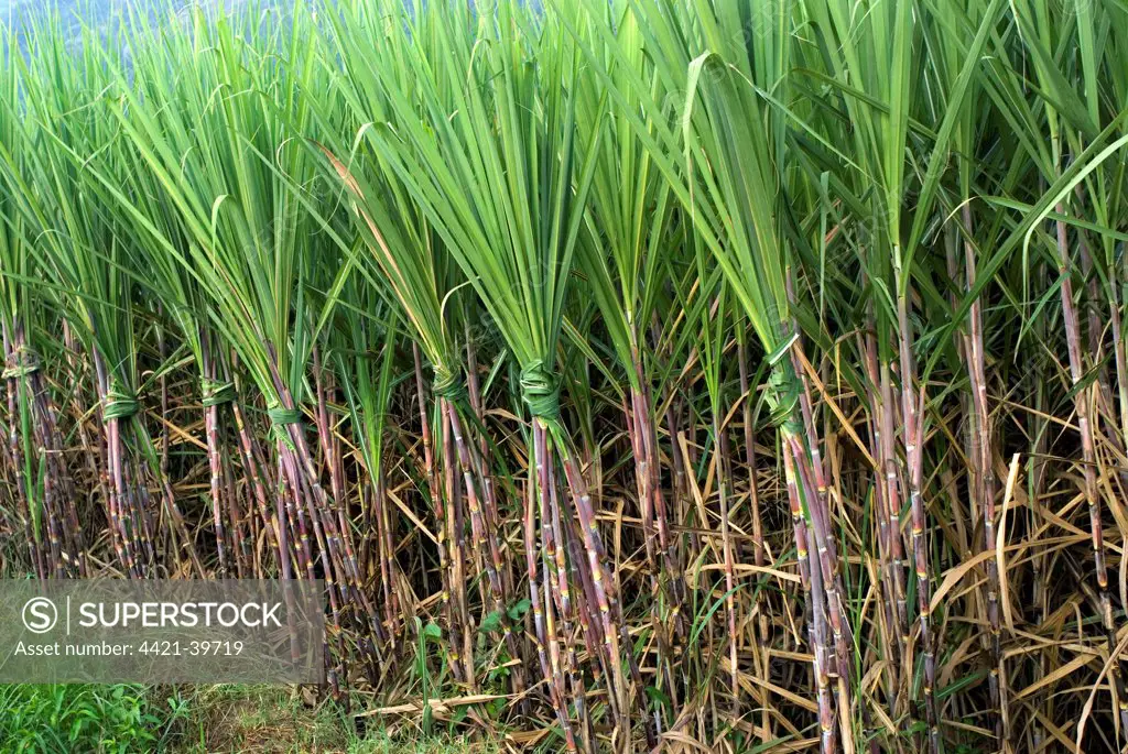 Sugarcane (Saccharum officinarum) crop, plants tied together to avoid falling on ripening, Kanthalloor, Western Ghats, Kerala, India