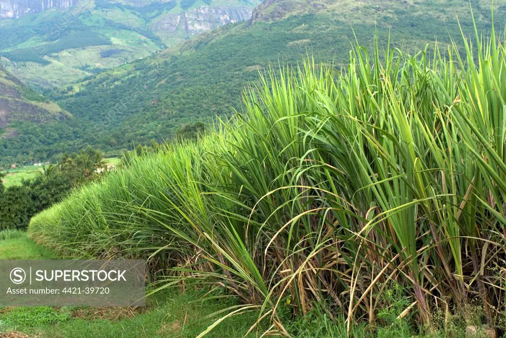 Sugarcane (Saccharum officinarum) crop, growing in valley field, Kanthalloor, Western Ghats, Kerala, India