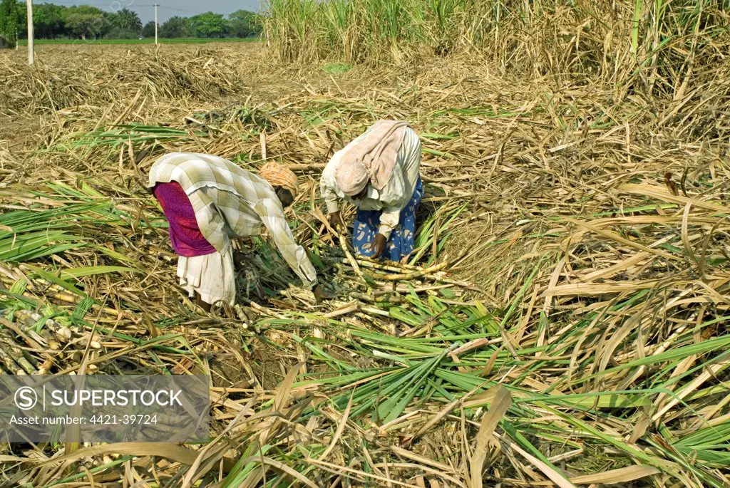Sugarcane (Saccharum officinarum) crop, workers hand picking cut stems, Theni, Tamil Nadu, India
