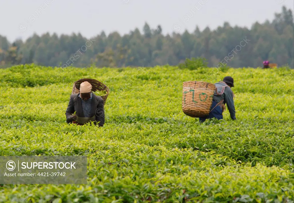 Tea (Camellia sinensis) crop, workers picking leaves, Aberdare Mountains, Kenya, november