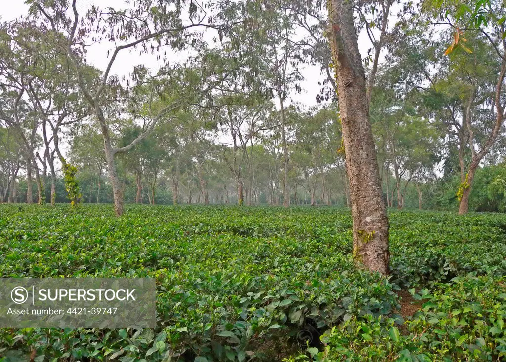 Tea (Camellia sinensis) crop, plantation with shade trees, near Kaziranga, Assam, India, january