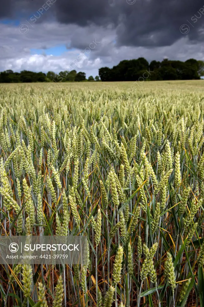 Wheat (Triticum aestivum) crop, at milky stage, in field with approaching stormclouds, Cheshire, England, july