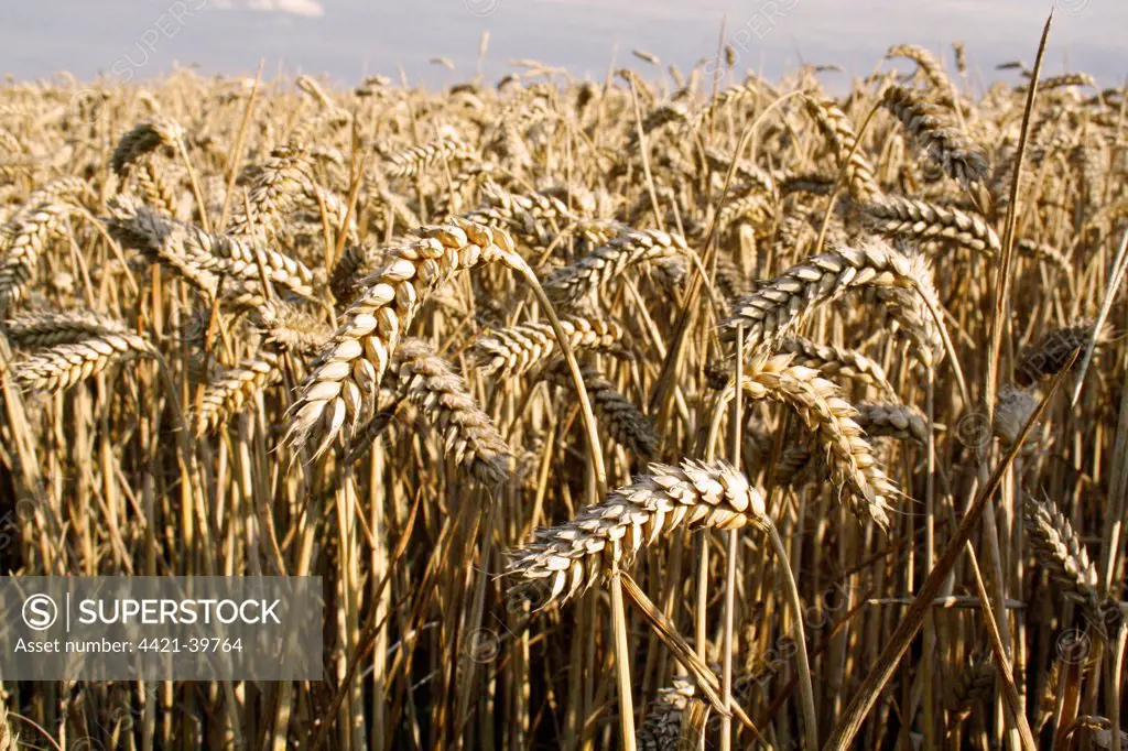 Wheat (Triticum aestivum) crop, ripe ears in field, Suffolk, England, august