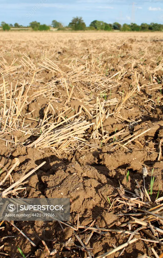 Stubble in harvested Wheat (Triticum aestivum) field, Bacton, Suffolk, England, august