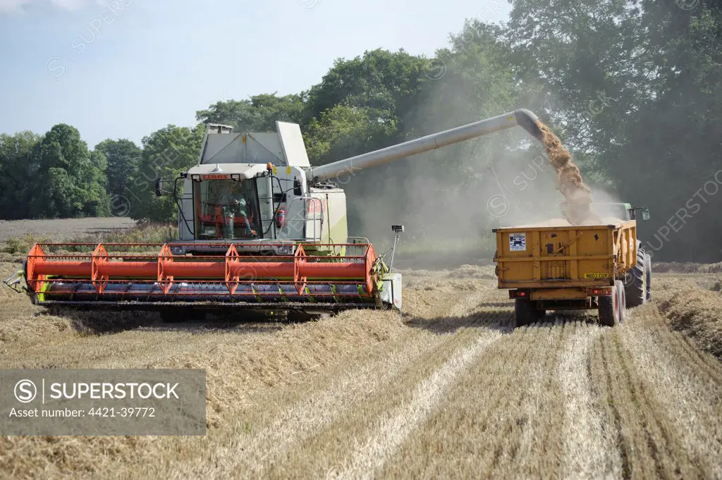 Wheat (Triticum aestivum) crop, Claas combine harvester loading trailer with grain from auger, near Ledbury, Herefordshire, England, september