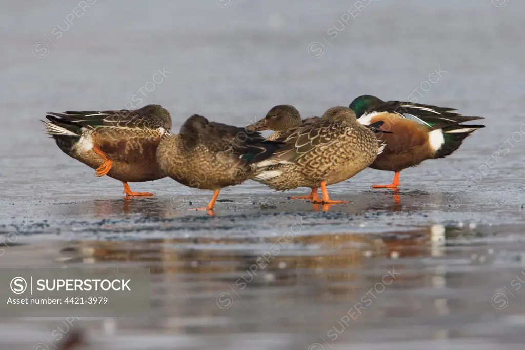 Northern Shoveler (Anas clypeata) adult male and females, roosting on ice, Whitlingham, The Broads, Norfolk, England, january