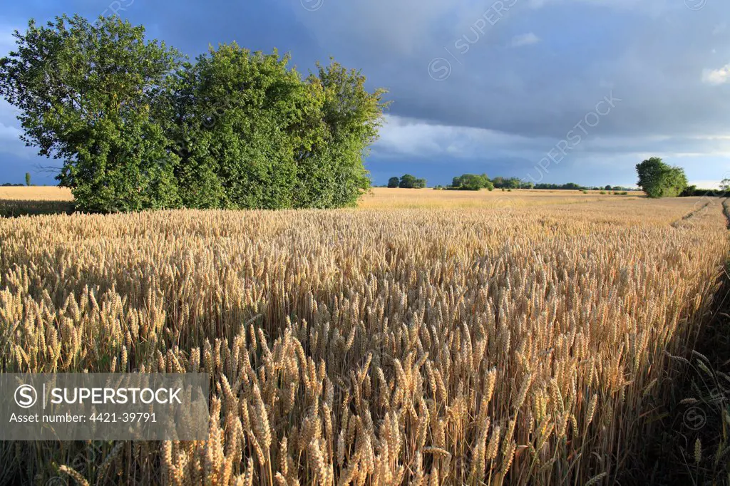 Wheat (Triticum aestivum) JB Diego Winter Wheat, ripe ears in field under stormclouds, Bacton, Suffolk, England, july