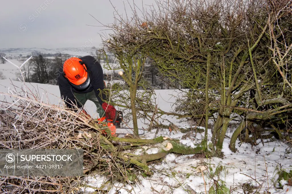 Farmer repairing old hedge in snow, cutting out old growth and relaying branches to make field boundry, Cumbria, England, december