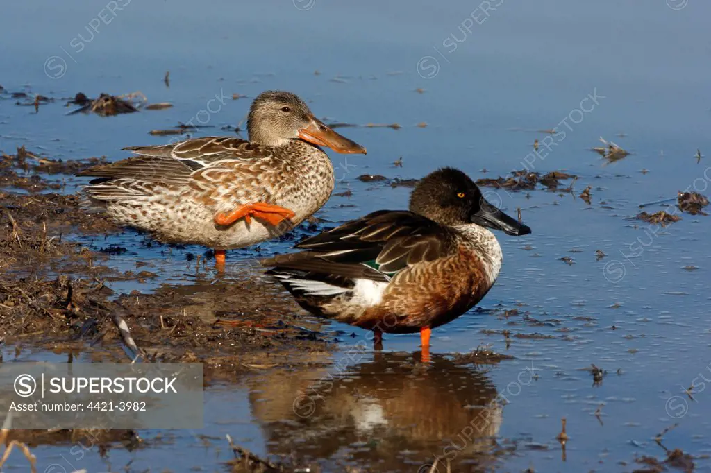 Northern Shoveler (Anas clypeata) adult male and female, standing at edge of water, Arizona, U.S.A., winter