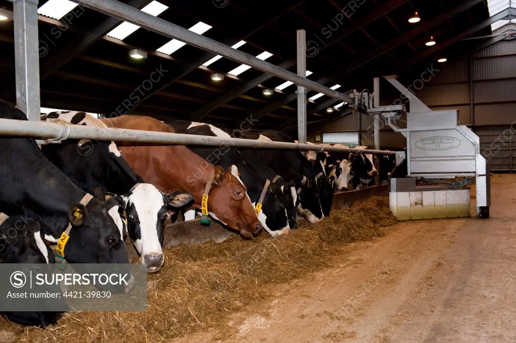 Robot feeding cattle herd in dairy shed, Cumbria, England, winter