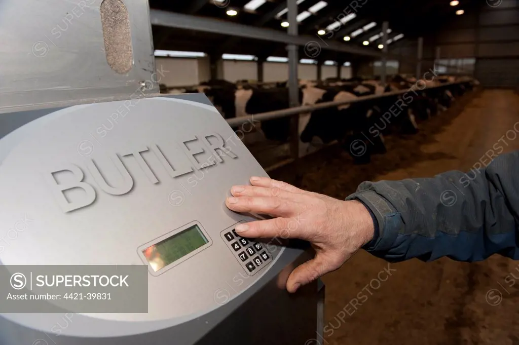 Farmer inputting on computer, programming robot to feed cattle herd in dairy shed, Cumbria, England, winter