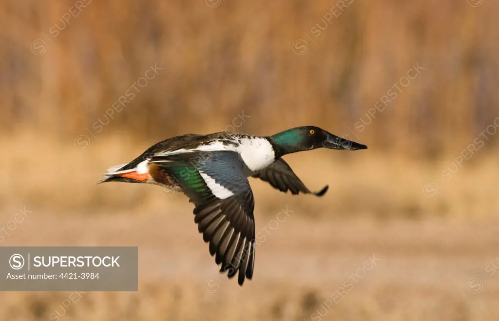 Northern Shoveler (Anas clypeata) adult male, in flight, Bosque del Apache National Wildlife Refuge, New Mexico, U.S.A., january