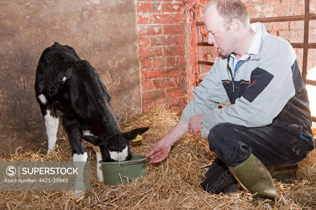 Dairy farming, farmer bucket feeding milk to young dairy calf, England, march