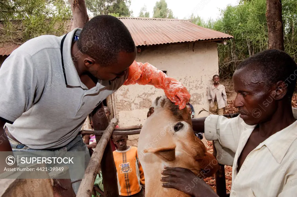 Vet tending wound in nose of Jersey cow, Rwanda