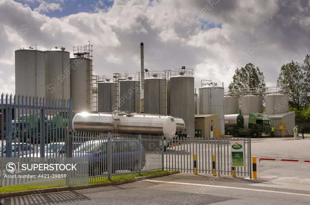 Milk tankers at dairy, Arla Dairy, Settle, North Yorkshire, England, september
