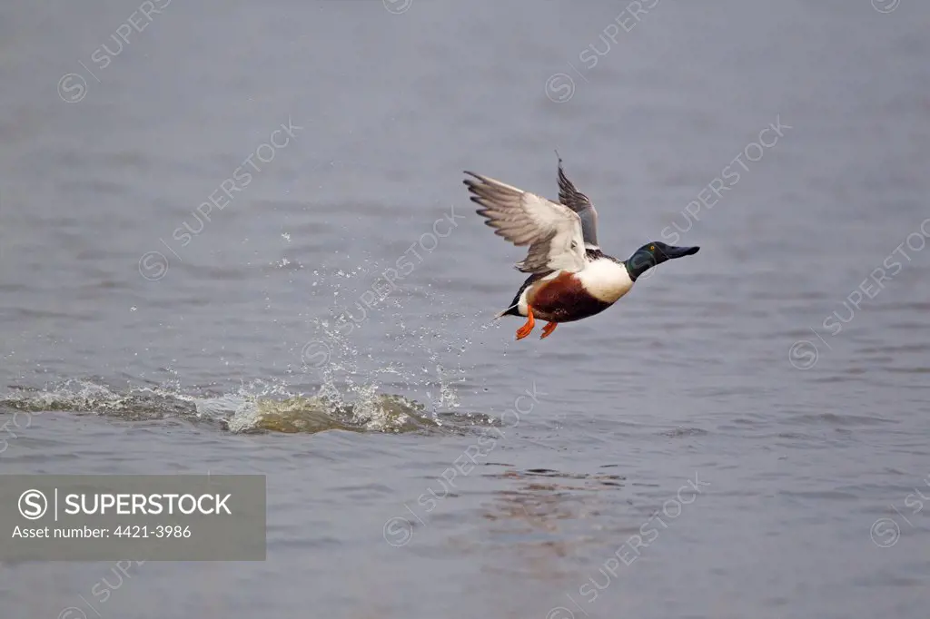 Northern Shoveler (Anas clypeata) adult male, in flight, taking off from water, Minsmere RSPB Reserve, Suffolk, England, april