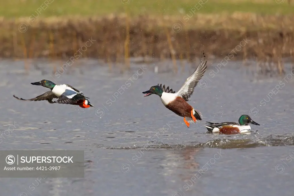 Northern Shoveler (Anas clypeata) adult males, in flight, taking off from water, aggressively chasing rival, Slimbridge, Gloucestershire, England, february