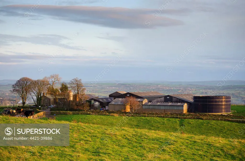 Forty Acre dairy farm in evening sunlight, Longridge Fell, Longridge, Preston, Lancashire, England, october