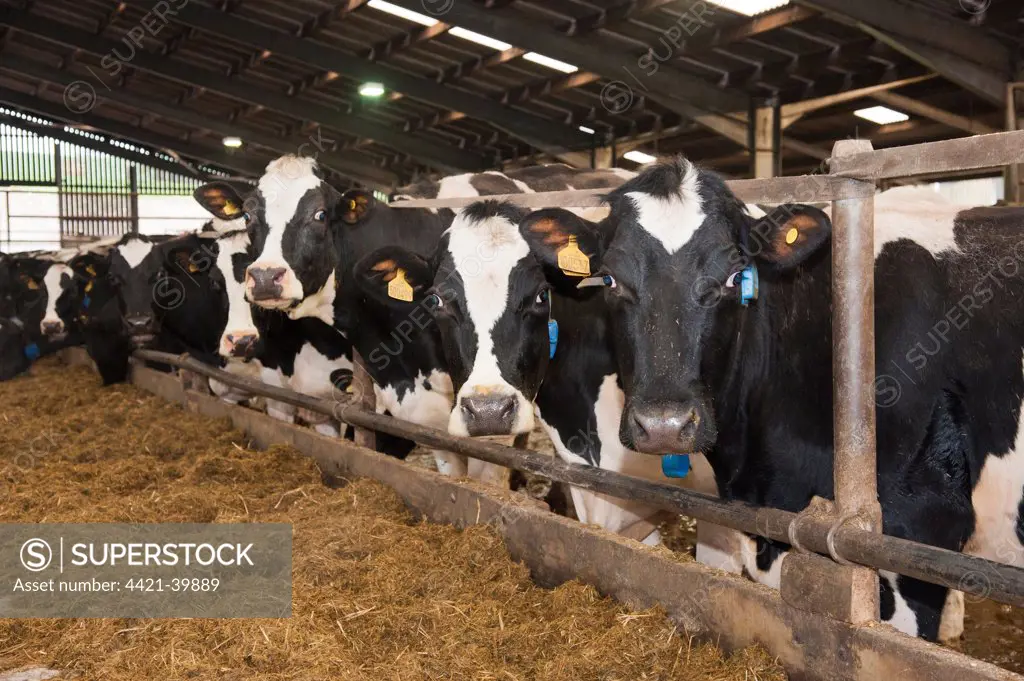 Dairy farming, pedigree Holstein Friesian cows, standing at feed trough in cubicle house, Dumfries, Scotland, january