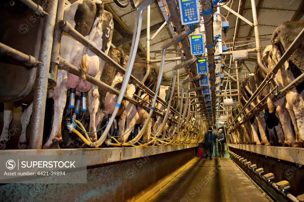 Dairy farming, 18:36 milking parlour with pedigree Holstein Friesian cows, three times per day milking, Dumfries, Scotland, january