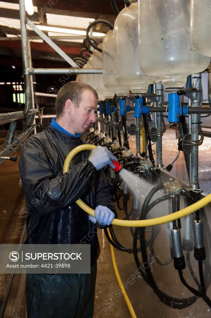 Dairy farmer cleaning out milking parlour with hose after milking, England, november