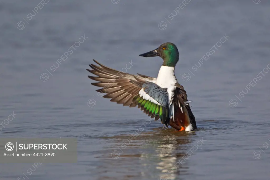 Northern Shoveler (Anas clypeata) adult male, wing stretching and flapping after preening on water, Slimbridge, Gloucestershire, England, march