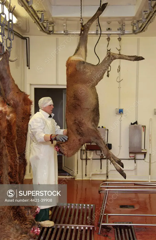 Deer farming, butchering Red Deer (Cervus elaphus) carcass in abattoir, England, january