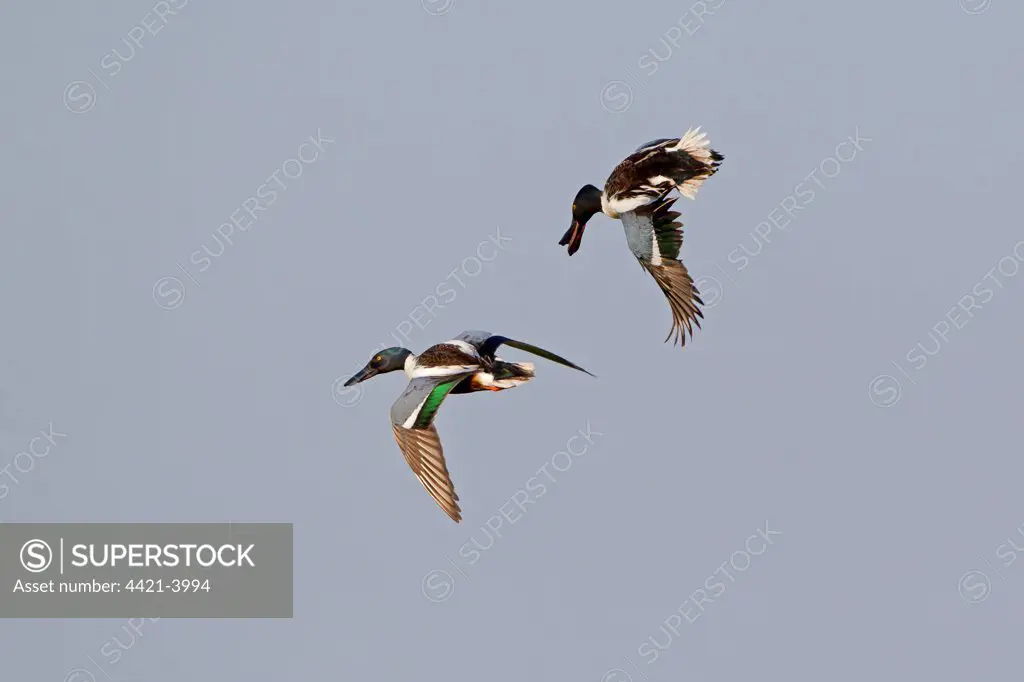 Northern Shoveler (Anas clypeata) two adult males, in flight, chasing rival from territory, Suffolk, England, may