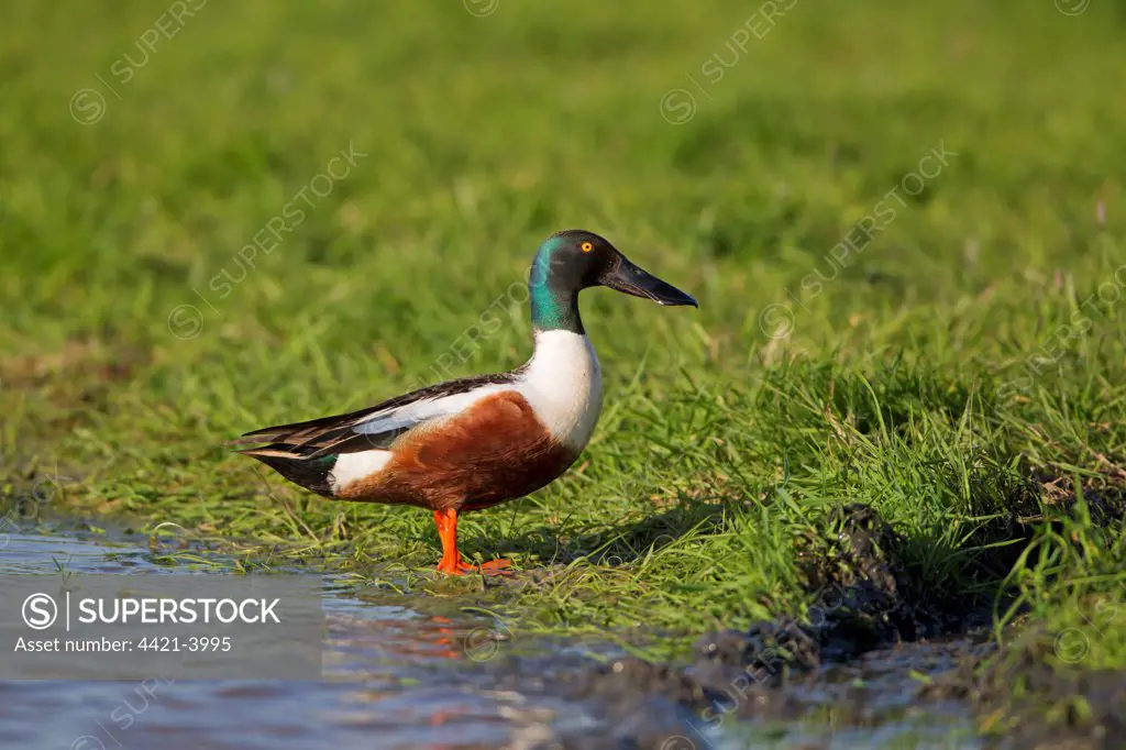 Northern Shoveler (Anas clypeata) adult male, standing at edge of water, Suffolk, England, may