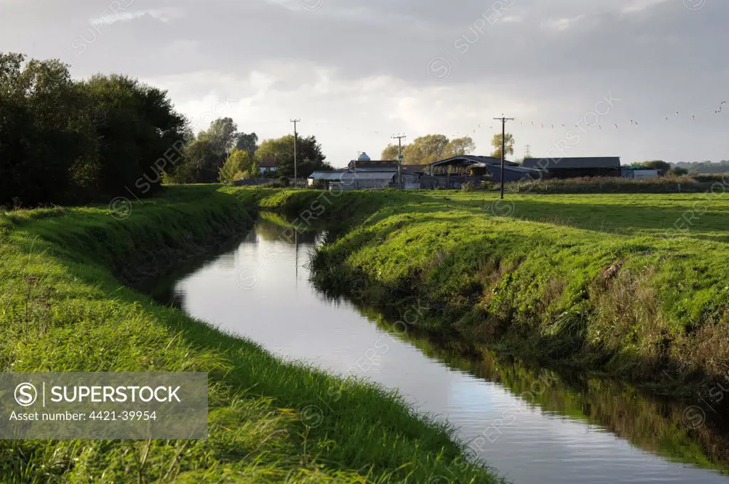 Drainage ditch in farmland pasture, Meare, Glastonbury, Somerset Levels, Somerset, England, october
