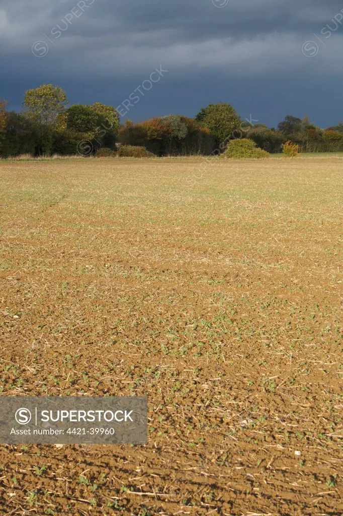 View of cultivated arable field and hedgerow, with approaching stormclouds, Bacton, Suffolk, England, october