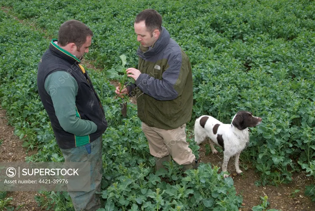 Agronomist and farmer examining oilseed rape crop for disease on farm, Hertfordshire, England, april