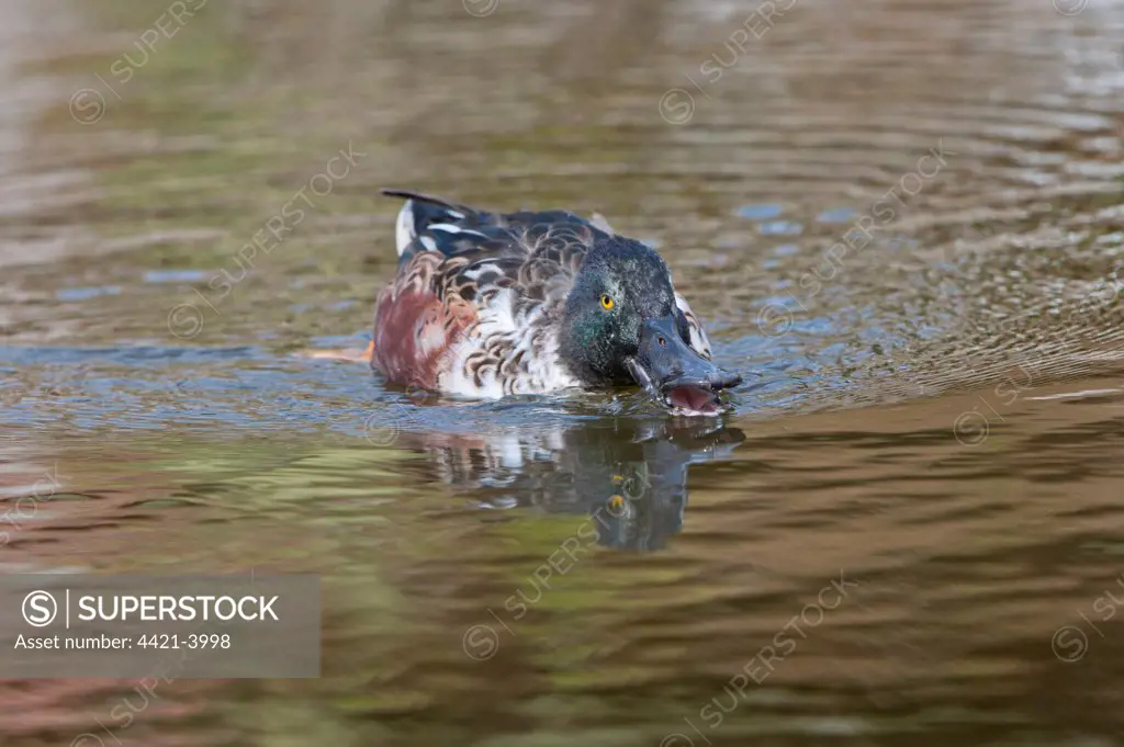 Northern Shoveler (Anas clypeata) adult male, filter feeding at surface of water, Norfolk, England, September