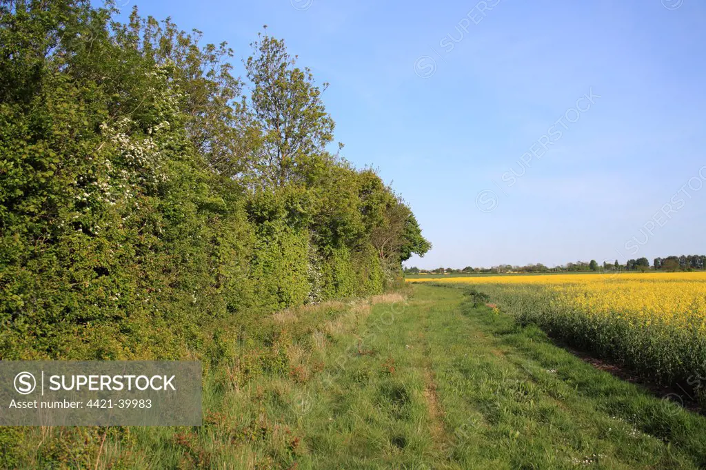 Headland set-a-side strip between hedgerow and Oilseed Rape (Brassica napus) crop, Bacton, Suffolk, England, may