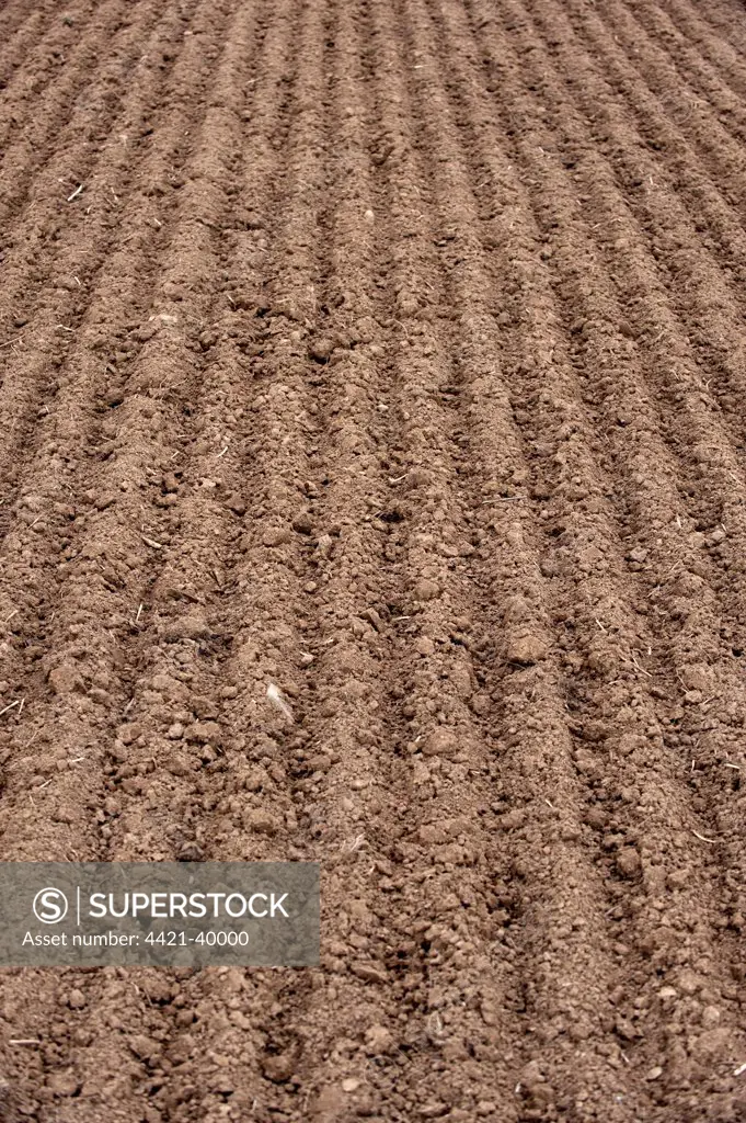 Freshly cultivated soil in arable field, Scotland, september