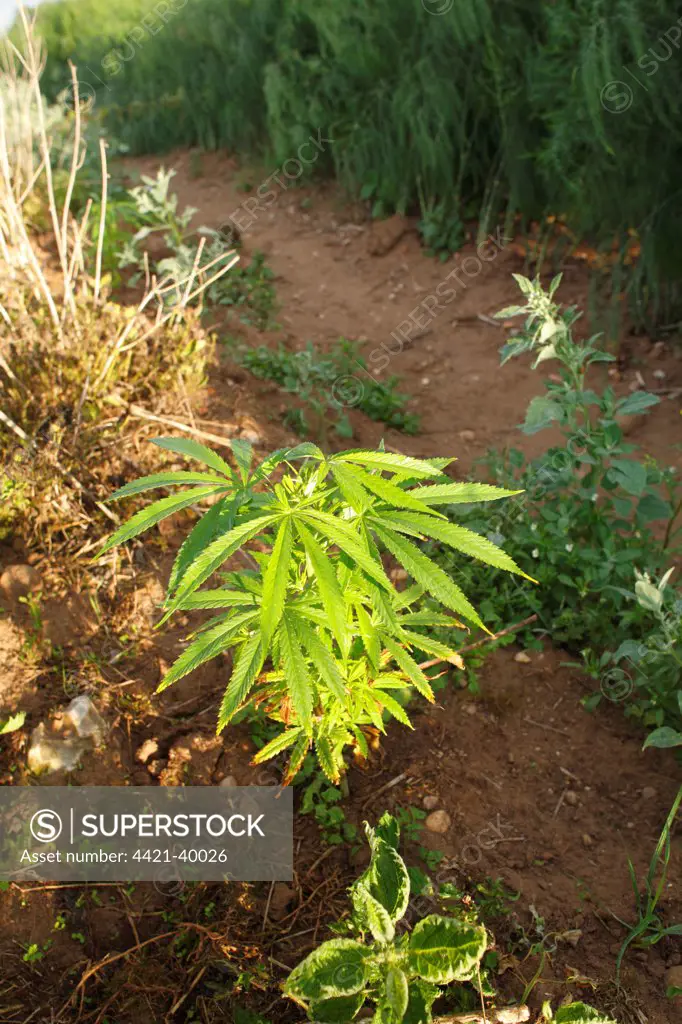 Hemp (Cannabis sativa) growing as weed at edge of asparagus field, Leicestershire, England, july