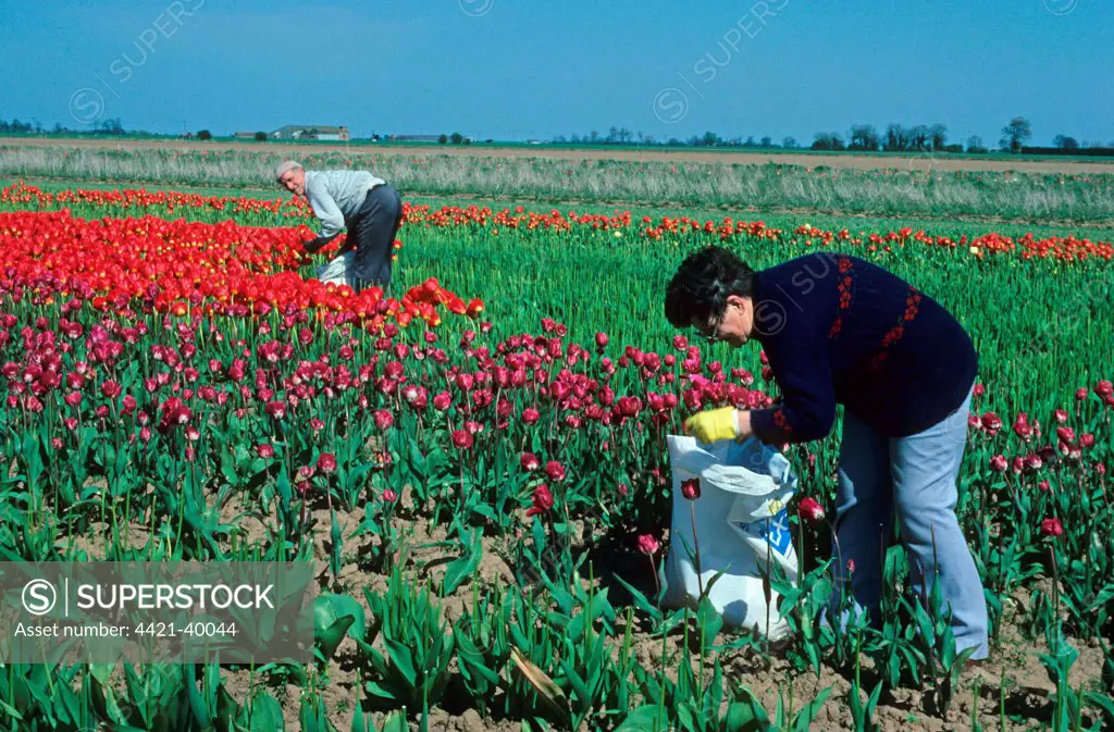 Workers deheading Tulip (Tulipa sp.) flowers in field, King's Lynn, Norfolk, England