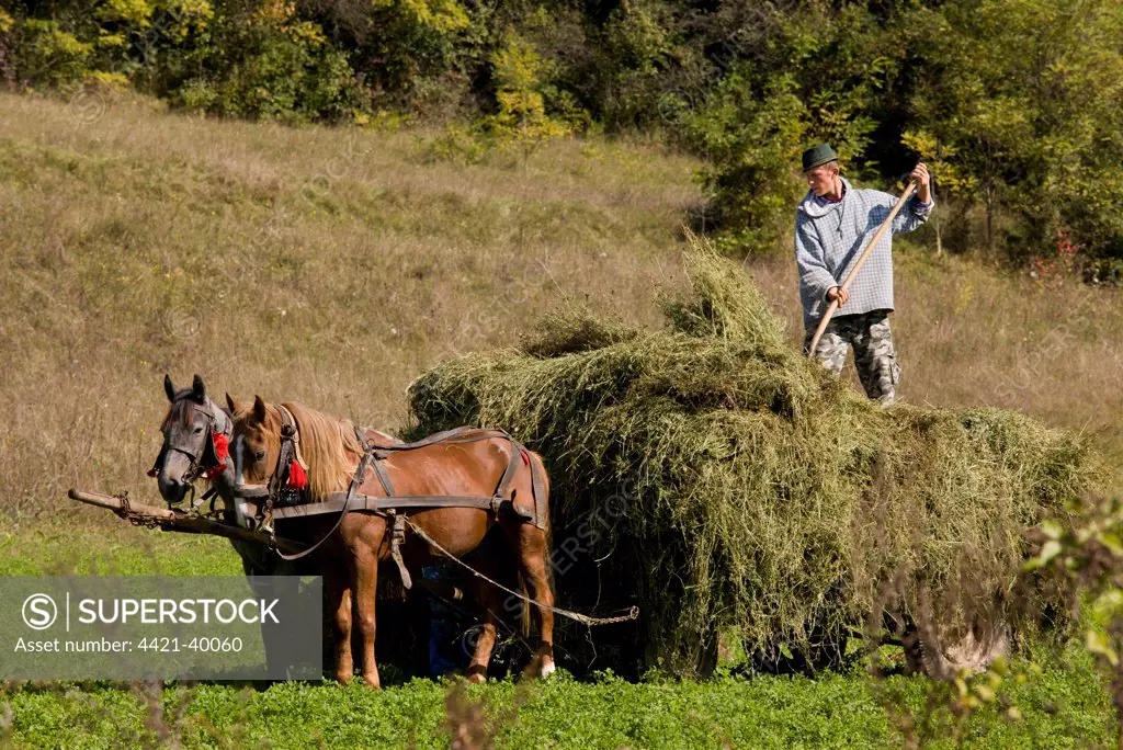 Farmer harvesting hay crop, loading horse and cart, near Saxon village of Mureni, Transylvania, Romania, october
