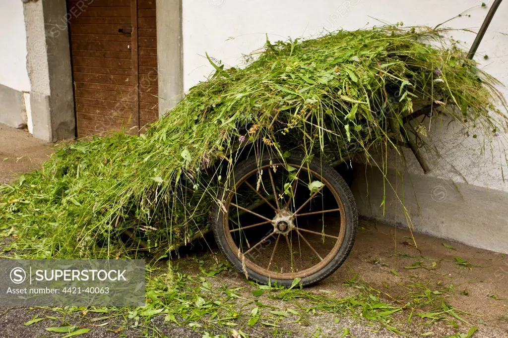 Cart with newly harvested flower-rich hay, in old village, Brod, Slovenia, june