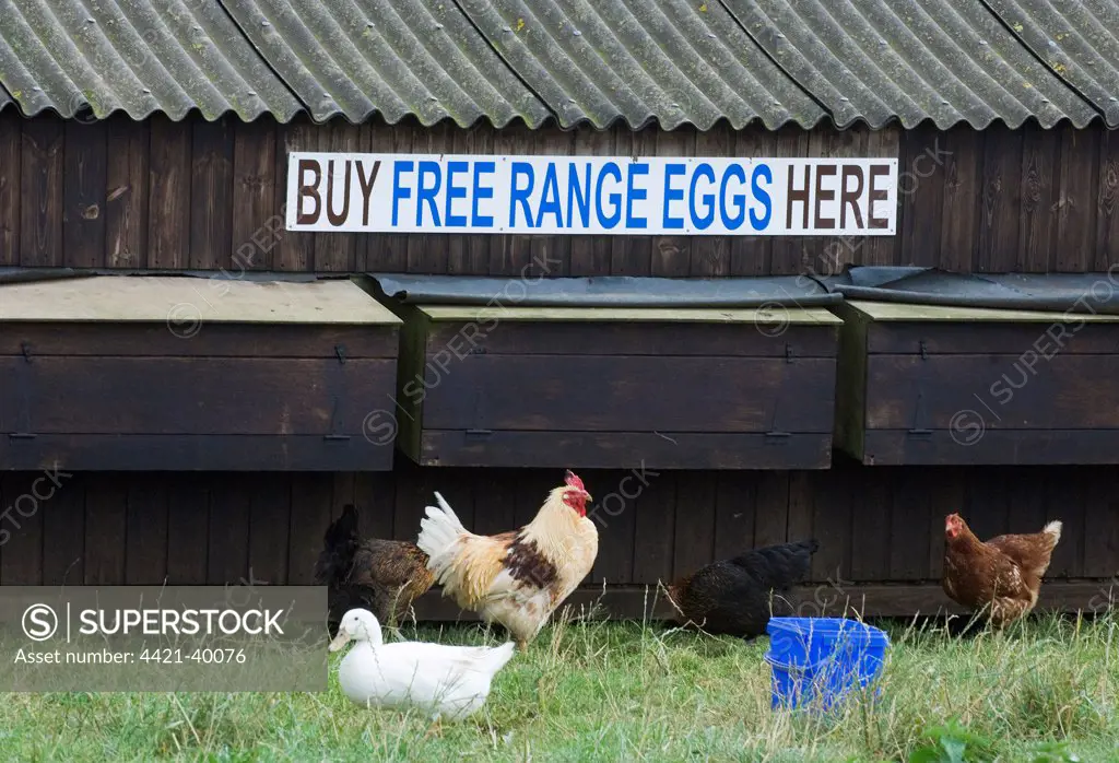 'Free Range Eggs' sign on chicken shed, with freerange chickens and duck, Cornwall, England, september