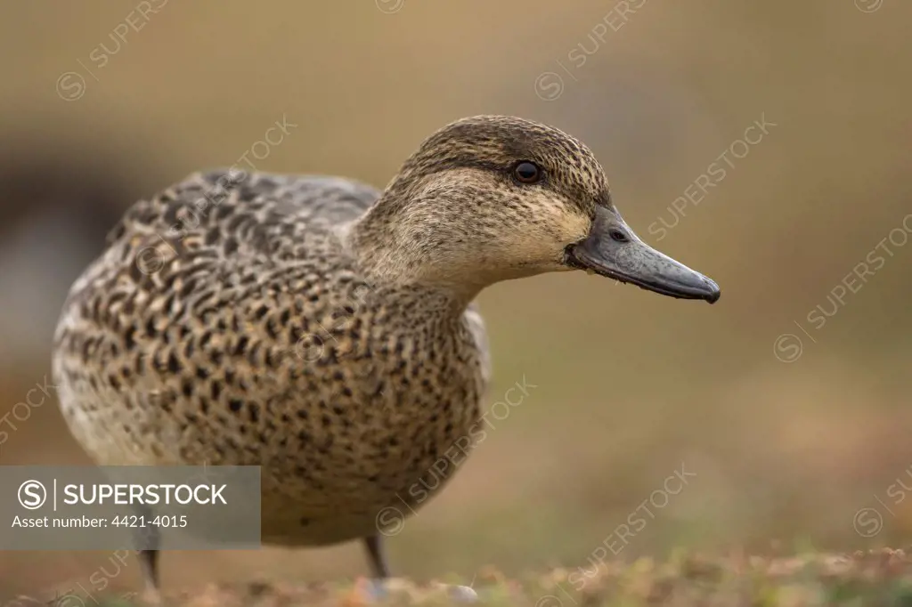 Common Teal (Anas crecca) adult female, standing on shingle, Salthouse, Norfolk, England, december