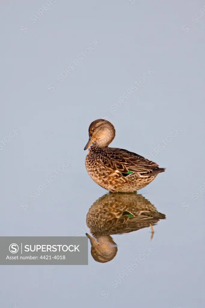 Common Teal (Anas crecca) adult female, standing in water with reflection, Minsmere RSPB Reserve, Suffolk, England, september