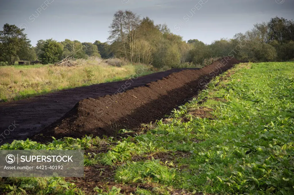 Peat extraction, seam cut through peat, Meare, Glastonbury, Somerset Levels, Somerset, England, october