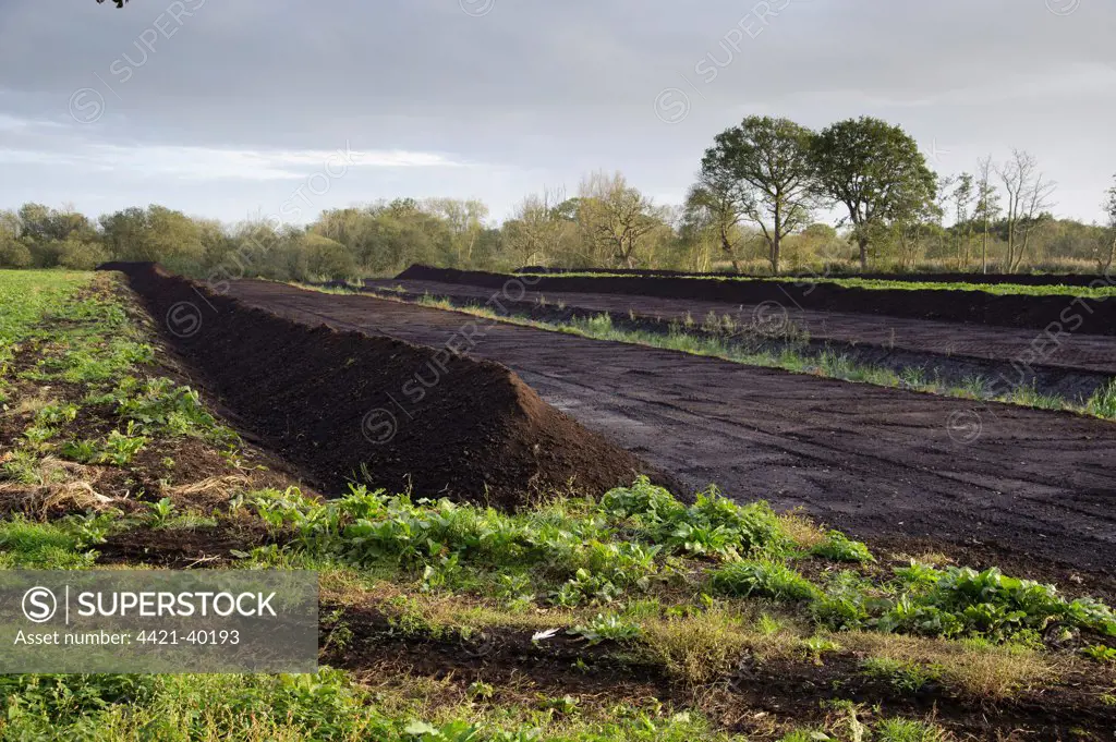 Peat extraction, seam cut through peat, Meare, Glastonbury, Somerset Levels, Somerset, England, october