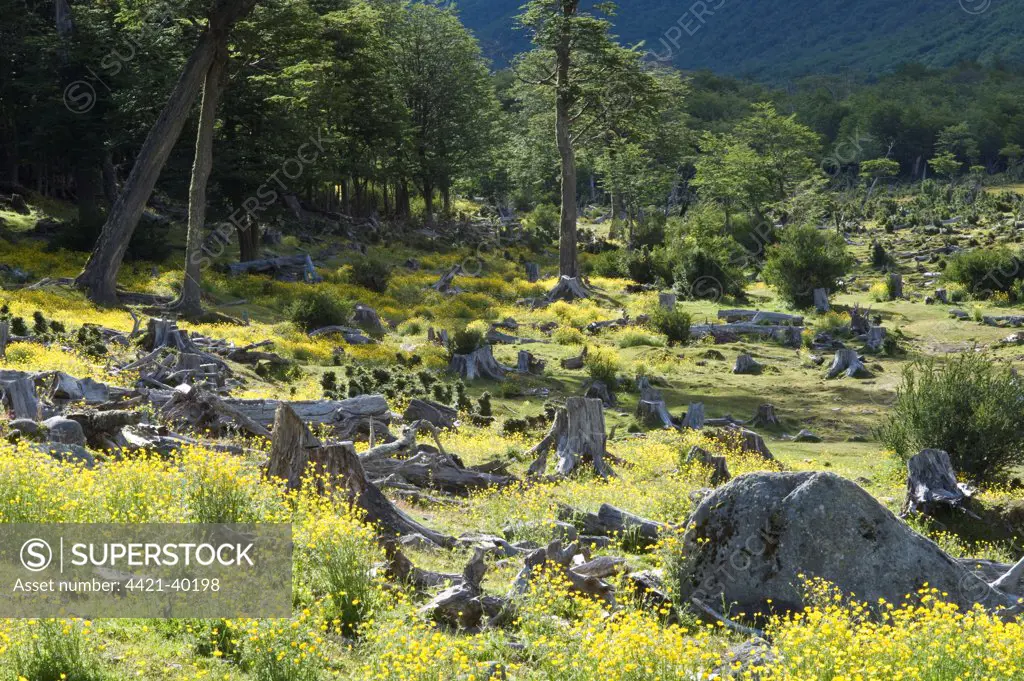 Southern Beech (Nothofagus sp.) stumps, forest cut down in preparation for peat extraction, with Buttercup (Ranunculus penduncularis) flowering, Valle de Andorra Turbera, Tierra del Fuego, Southern Patagonia, Argentina