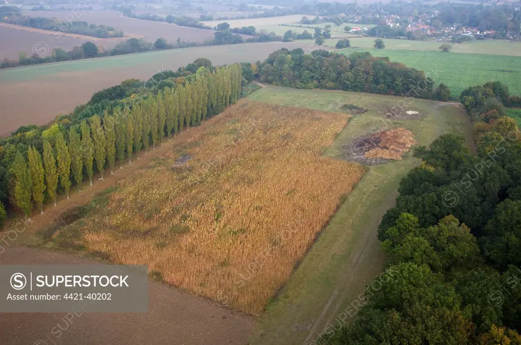 Aerial view of maize game cover, Lombardy Poplar (Populus nigra) 'Italica' shelterbelt and copse, Norfolk, England, autumn