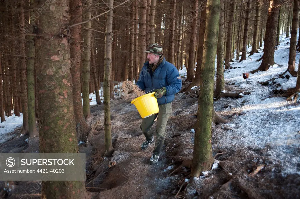 Gamekeeper feeding pheasants in pine wood, Fair Oak Fell, Whitewell, Lancashire, England, winter