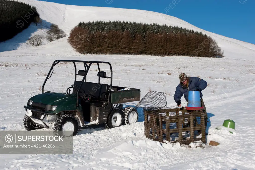 Gamekeeper feeding pheasants, filling feeder in snow, with Polaris ATV, Fair Oak Fell, Whitewell, Lancashire, England, winter