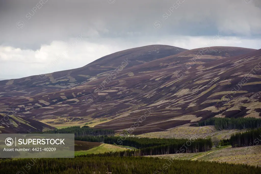 Grouse moor management, heather burning patches on moorland hillside, Corgarff, Aberdeenshire, Scotland, may