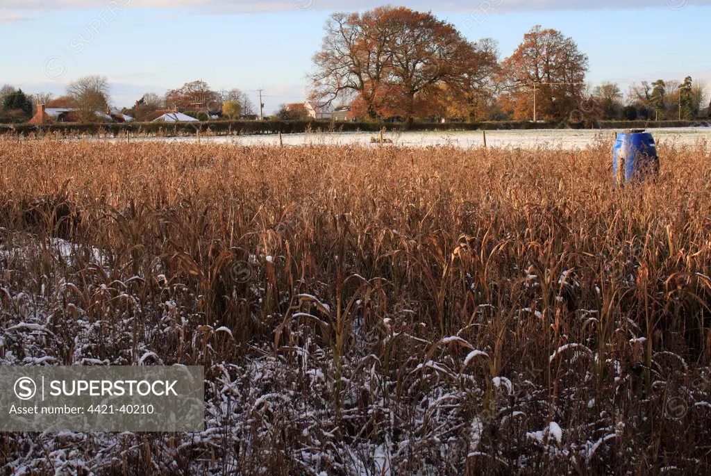 Snow covered Maize (Zea mays) gamecover crop with feeder, at edge of pasture, Bacton, Suffolk, England, november